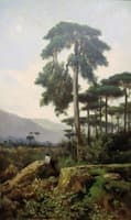 Pine Trees