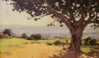 Fig Tree