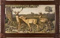 Fallow Deer