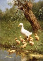 The First Swim