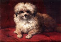 Fido