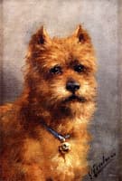 A Terrier