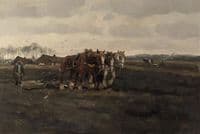 Horses ploughing the land
