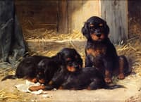 Gordon Setter Puppies