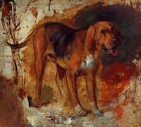 Study of a bloodhound