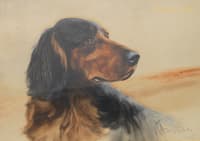 A Gordon Setter