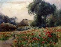 Poppies