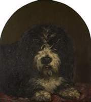Head of a Dog