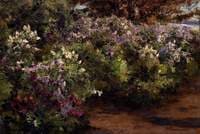 Lilacs
