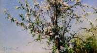 Apple Tree in Flower