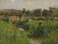 Wild Irises