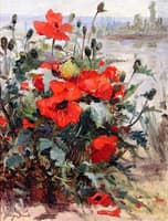 Poppies