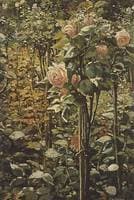 Standard Rose