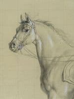 Study of a Horse