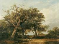 Marlborough Forest