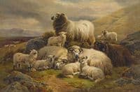 Sheep and lambs in the highlands