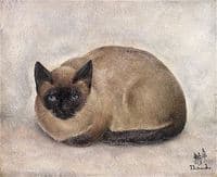 Siamese Cat