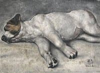 Small Dog Sleeping
