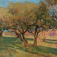 Olive trees