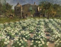 Field of Flowers