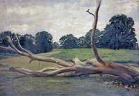 Bare Log in a Field