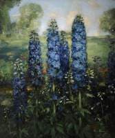 Delphiniums