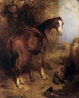 Saddled Horse (Expectation)