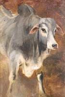 Study of an Ox