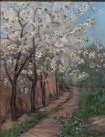 Cherry Blossom