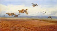 Grey Partridge in Flight, over a Field of Stubble
