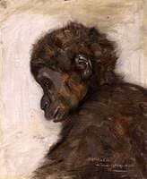 Baby Gorilla