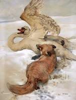 Fox Attacking Wounded Swan