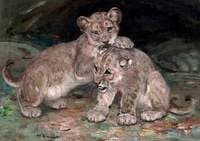 Lion Cubs
