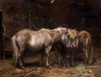 Shetland Ponies