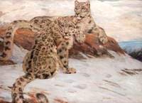 Snow Leopards