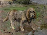 Spaniel