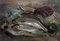 Trout