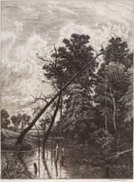 The Swamp