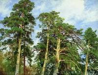 Pine Trees