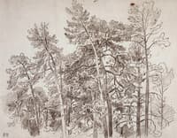 Pine Trees