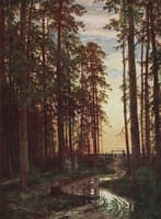 Evening in the Pine Forest