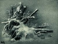 Fallen Trees under the Snow