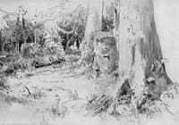 Fallen Trees
