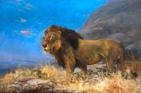 Study of a Lion