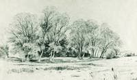 Trees in the Field