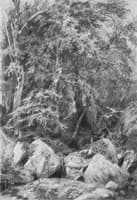 Trees by the Stream