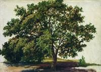 Oak Tree