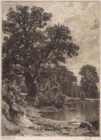 An Oak Tree