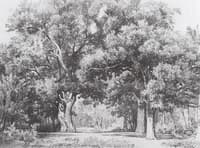 Oak Trees
