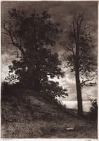 Oaks